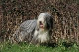 BEARDED COLLIE 369